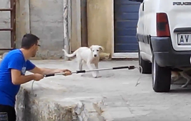 Piazza Armerina - Catturati i cani che da giorni stazionavano nei pressi della piazza G.B. Giuliano