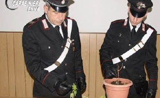 Trovato un piccolo orto di marijuana in casa. Denunciato dai Carabinieri un 37enne di Nicosia