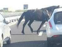 La Polstrada di Enna blocca un cavallo contromano sull'autostrada  A/19