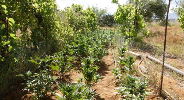 A Barrafranca scoperta una piantagione di cannabis. Arrestato un pregiudicato