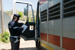 Polizia Stradale di Enna  Controlli sul trasporto di animali destinati alla macellazione.